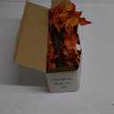 Dazzle Bright 2 Pack 24 Inch Lighted Thanksgiving Fall Maple Tree Decor, 24 LED Battery Operated Decorations Artificial Tree with Timer for Indoor Home Room Holiday Xmas Party