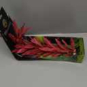 Underwater Treasures Silk Red Hygro - 20"