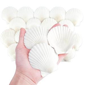 Mkobon 20 PCS Natural Scallop Shells for Crafts, 3 Inch White Seashell Decor for Home, Sea Shells for Decorating, DIY, Painting, Baking, Beach Wedding Decorations