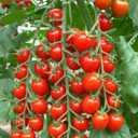 8 x Seeds Red Cherry Tomato Tall Bush Heirloom Vegetable Non-GMO