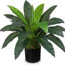 GnFlus Faux Plants 17'' Dracaena Artificial Plants Indoor Yucca Fake Potted Plant with 19 Leaves Tropical Silk Plant for Home Living Room Dining Table Kitchen Counter Office Shelf Décor
