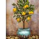 Conipit Lemon Wall Art Canvas Lemon Tree Pictures Citrus Fruit Artwork Vertical Painting Vintage Botanical Prints Kitchen Living Room Bedroom Decor Framed 24"x36"
