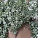 26'' Large Eucalyptus Wreath for Front Door, Porch- Artificial Eucalyptus and Lavender with Babys Breath Flowers Wreath for Home, Farmhouse Wall Decor- Spring, Summer, Fall, All Seasons (White-Green)