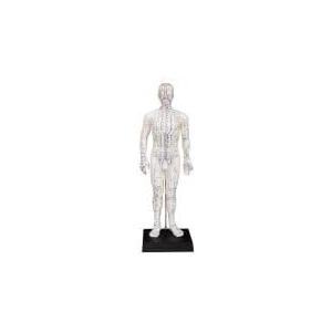 Male Acupuncture Model 20" with Chinese and English Points