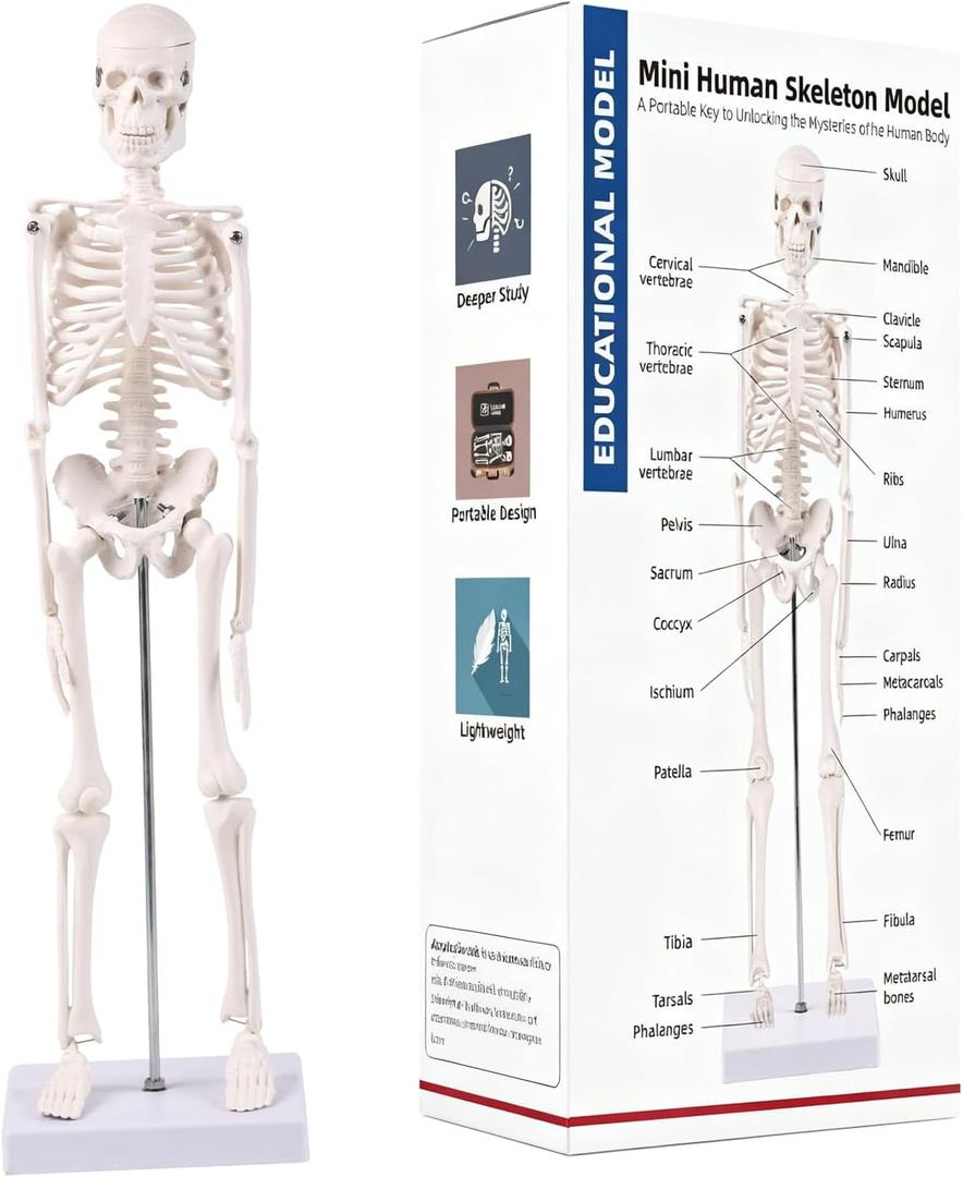 17.7 inch Mini Human Skeleton Model for Anatomy Study, Halloween Skeleton Decor with Movable Arms and Legs, Realistic Scientific Skeletons for Educational Display and Halloween Decoration