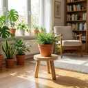 Delma Wood Plant Stands Indoor, 5-Pack Single Plant Stand for 6-12 Inch Pots, Mid-Century Modern Plant Stool, Tall Plant Stand for Large Plants for Living Room, Balcony, Office (Light Brown, 5-Pack)