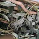 Artificial Olive Tree for Living Room Decor, 6FT Bendable Fake Plants Artificial Indoor, Faux Silk Plant Fake Trees in Potted with Oliver Branch Leaves and Fruits for Modern Home House Office Dcor