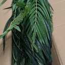Artificial Palm Tree 6ft Tall Fake Palm Tree Indoor Decor with 18 Trunks and Real Bark Design Faux Tropical Areca Palm Silk Floor Plant in Pot for Home Office Living Room Bedroom Decor 2pcs