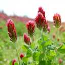 Groundio Annual Crimson Clover Seeds, 2 lbs, Trifolium Incarnatum Seeds for Lawn Alternative, Attracts Pollinators, Nitrocoated and Inoculated