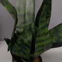Beebel Artificial Plants Sansevieria Snake Plant with Black Plastic Planter Greenery Perfect Faux Agave Fake Plants in Pot for Home Office Indoor and Outdoo Dcor (22" Green)
