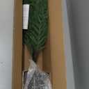 Norfolk Pine Christmas Tree Real Touch Faux Holiday Tree with Pot, Realistic Indoor Outdoor Decoration for Entryway, Living Room, Office, Apartment (3FT-2Pack)