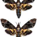 Lot of 2 Real Death Head Moth Acherontia Hawkmoth Mounted Skull Moth Entomology Dried Insect Butterfly Taxidermy Oddity Artwork 2MCU