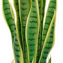 Artificial Snake Plant  28in Faux Sansevieria Plants, Fake Floor Plant for Indoor Outdoor, Front Porch Patio Home Office Decor, Mother-in-Laws Tongue, Yellow 1Pcs