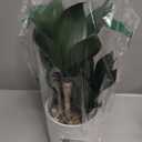 Hollyone Large Artificial Agave Plants Fake Three-Head Agave Succulent Plant Potted 15" Faux Plant in White Pot Succulent Aloe Plant Indoor for Desk Modern Home Decor