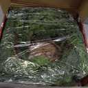 Real Touch Christmas Norfolk Pine Garland - 9ft Artificial Christmas Garland Fake Pine Needles Faux Green Garland for Fireplace,Table,Window,Stairs,Mante,Holiday Indoor Outdoor Xmas Decor(1PCS)