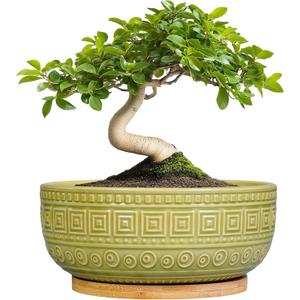 G EPGardening Bonsai Tree Pot - 8 Inch Ceramic Planter for Indoor Plants Flower, Shallow Round Succulent Bowl with Drainage and Saucer, Boho Office Decor, Gifts for Plant Lovers, Green