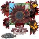 Groundio Chocolate Cherry Sunflower Seeds, 6-8 FT Giant Burgundy Black Sunflower, 80+ Helianthus Annuus Seeds, Non-GMO | Heirloom | High Germination | Attracts Pollinators