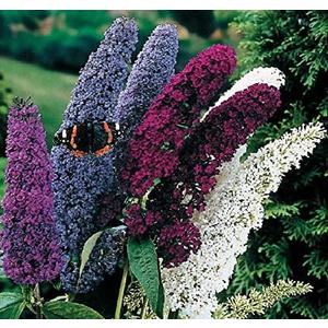 Seeds Butterfly Bush Giant Mix Buddleja Perennial Flowers for Planting 1000 Seeds