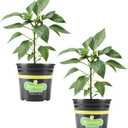 Bonnie Plants Ghost Pepper, Live Plant, 1 Gal., 2-Pack