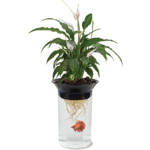 Penn-Plax (APON1) Aquaponic Planter and Aquarium for Betta Fish Tank Promotes Healthy Hydroponic Environment for Plants and Fish