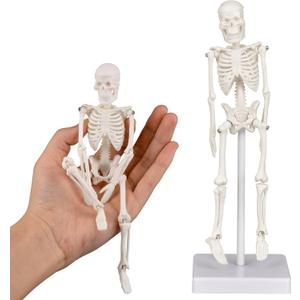 Mini Skeleton Model, 7.8" Small Anatomy Skeleton Figure, Movable Arms and Legs, Human Body Model with Base, Human Bones for Teaching Tool, Decoration