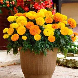 2 x Seeds Marigolds Sugar Mix Tagetes Annual Flowers for Planting