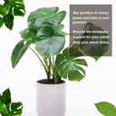 2 x 6PCS Monstera Plant Stem Support , Monstera Stabilizer Grapple Holder Unique Design for Turtle Shell Bamboo Clamp Set, Ideal Plant Support Stakes for Thriving Growth Indoor Climbing Plant (Gold)