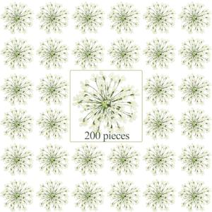 200 Pcs Pressed Dried Flowers for Resin Art Ammi Majus Natural Pressed Dried Flower Dry Flowers for Crafts DIY Wedding Home Decor Scrapbooking Gift Soap Candle Making