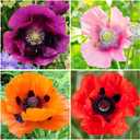 1000+ Perennial Poppy Flower Plant Seed Outdoor Fragrant Butterfly