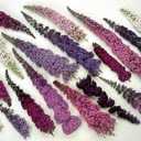 Seeds Butterfly Bush Giant Mix Buddleja Perennial Flowers for Planting 1000 Seeds