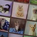 Lovable Cats 2026 Wall Calendar
