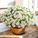 Daisy Artificial Flowers for Outdoors Decoration, 6 Bundles Fake Plants Flowers Bouquet White Faux Flowers for Outdoor Planter Look Real UV Resistant Silk Flowers for Outside Front Door Porch Patio