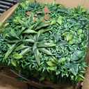 20"x20" (12 Pieces) Artificial Privacy Boxwood Hedge Panels | UV-Anti Greenery Hedge Fence Screen, Patio/Balcony/Garden/Backyard Decor, Indoor Outdoor Green Faux Plant Covering