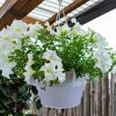 Adnee 15 Pcs 8 Inch Hanging Plant Water Catcher-Clear Plastics Plant Water Catcher Tray-Hanging Plant Saucers Drip Pans for Indoor Outdoor Hanging Basket Flower Pot