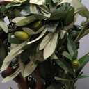 6FT Artificial Olive Tree - Indoor Tall Faux Olive Trees with Planter&Basket, Large Fake Olive Silk Tree Realistic Olive Plants with Branches and Fruits for Home Decor Office Living Room
