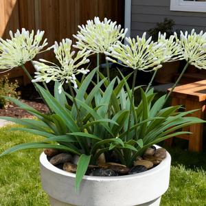 Outdoor Artificial Flowers for Porch 18.9 in Fake Plants 8 Bundles Plastic White Flower Large Faux Greenery for Outside Planter Yard Patio Decor