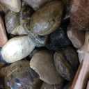 40lbs River Rocks for Landscaping, 3-4 Inch Rocks for Planters