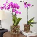 2Pcs Orchid Pots with Holes and Tray, Transparent Glass Planter for Orchids with Drainage Hole&Saucer, Orchid Planter for Repotting, Modern Breathable Pots for Indoor Flower Plants(4.3+5.8inch)