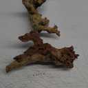 majoywoo Natural Large Coral Driftwood for Aquarium Decor Reptile Decor, Assorted Driftwood Branch 9-14" 2 Pcs, Fish Tank Decoration (Mopani Driftwood 9 to 14 Inch (Pack of 2))