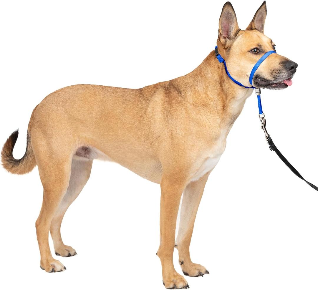 PetSafe Gentle Leader Headcollar No-Pull Dog Collar - Helps Improve Walks - Durable Nylon Construction - Padded Nose Loop - Adjustable Fit - Comfort Walking Halter - Medium, Royal Blue