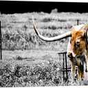 Animals Canvas Wall Art Decor Highland Cow Picture Longhorn Cattle Photograph Poster Prints Rustic Black White Artwork Country Style 24x36inches