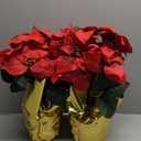Creative Displays Large Premier Silk Poinsettia Plant Christmas Decorations, Amazingly Lifelike & Realistic, 17" x 15" (2 Pack) (Red)