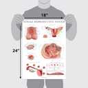 Palace Learning 3 Pack - Female Reproductive System Anatomical Poster + Male Reproductive System + Pregnancy and Birth Anatomy Charts (LAMINATED, 18" x 24")