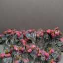 Hoteam 24 Bundles Artificial Peonies Flowers Wedding Faux Flowers Silk Peony Bouquet Bulk Bride Fake Florals Arrangements for Table Centerpieces Wedding Party Vase Decor (Hot Pink)