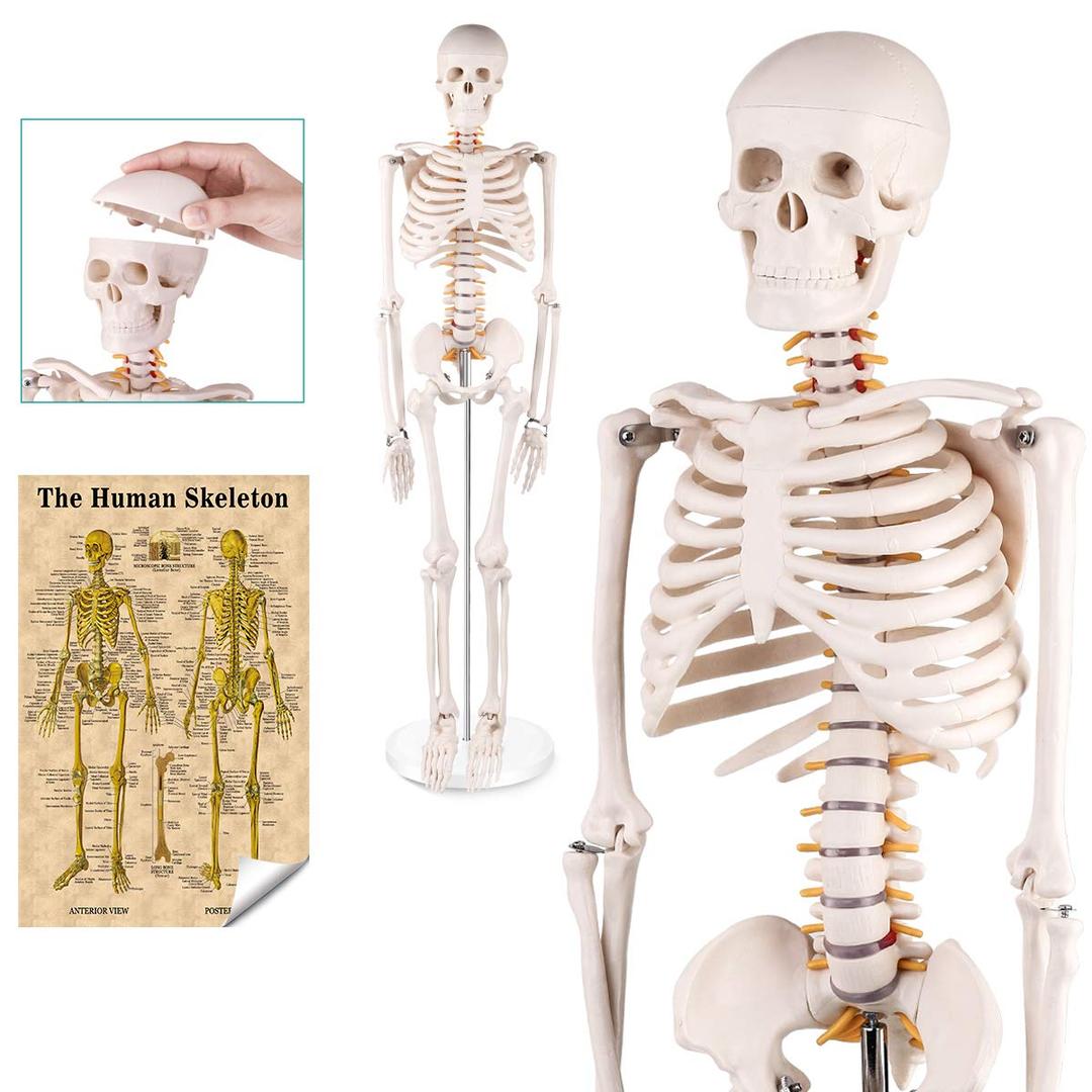 Mini Human Skeleton Anatomy Model - Science Classroom Skeleton Model Tool, Teaching and Learning Aids - 1/2 Life Size