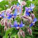 5 x Seeds Borage Starflower Cucumber Grass Annual Herb Indoor Non GMO Heirloom