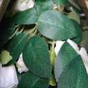 TELDRASSIL 4Pcs(26 FT) Artificial Rose Vine Fake Flower Garland Fake Silk Rose Hanging Vine for Wedding Party Background Arch Garden Background Decoration (White)
