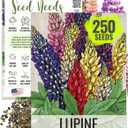4 x Seed Needs Lupine Seeds to Plant Russels Mix Perennial Flowers 1 Pack