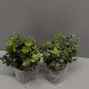 2 Pack Small Fake Plants Eucalyptus Potted Artificial Plants for Shelf Desk Home Bathroom Farmhouse Room Coffee Table Decor (Sage Green)