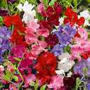 9 x 20+ Seeds Fragrant Sweet Pea Mix - Flower Multicolor